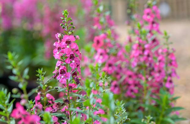 FOTO Za balkon kao iz časopisa: 20 vrsta cvijeća za 'wow' efekt