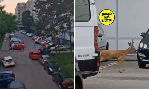 VIDEO U zagrebačkom kvartu snimili srnu: 'Možda je stigla s Dinamove proslave naslova'