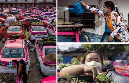 Na krovovima parkiranih taksija posadili su urbane vrtove koji će hraniti tajlandske taksiste
