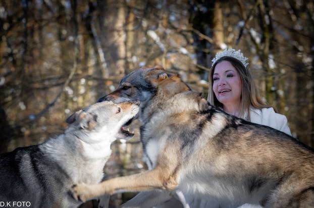 GALERIJA Nastali su od vukova, rođaci su Nazgula s Olimpijskih igara i žive kraj Velike Gorice!