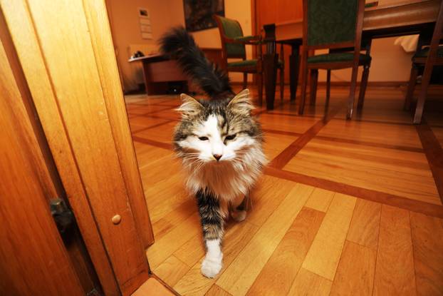 Miško ostaje prvi mačak Grada Rijeke i tijekom mandata Ive Rinčić