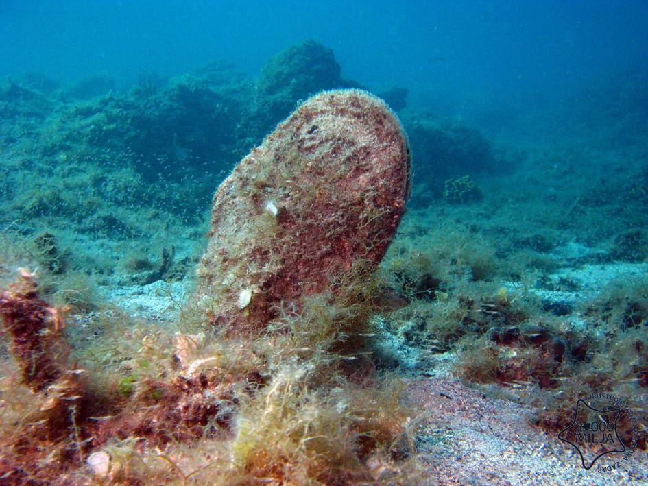 Postoji mogućnost da periske izumru, ali dojave građana daju nadu u njihov spas i opstanak