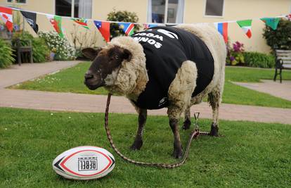 Novozelandskim ragbijašima ovca predviđa ishode na SP-u