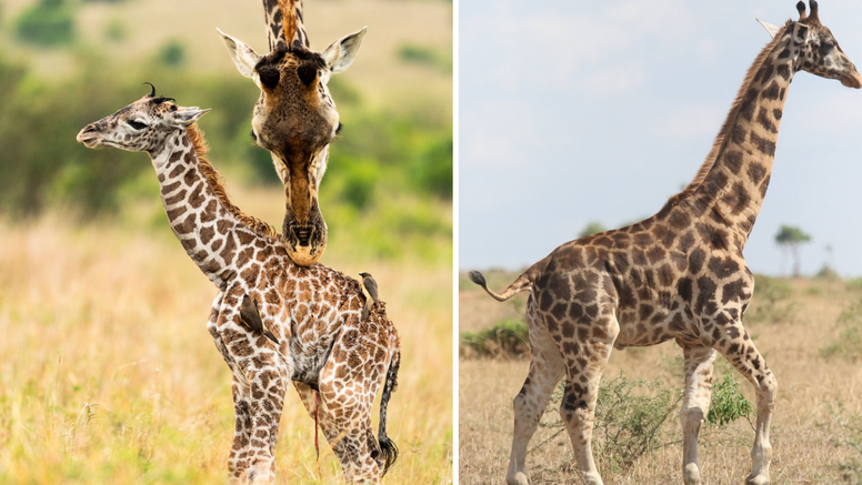 Upoznajte najmanje žirafe na svijetu: Narastu tek do 3 metra