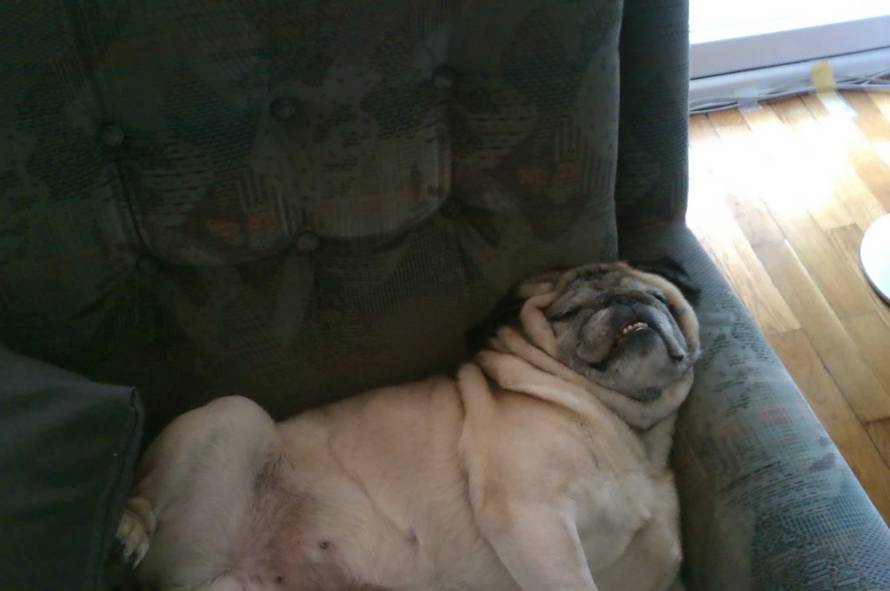 24ljubimci/Fotografije čitatelja