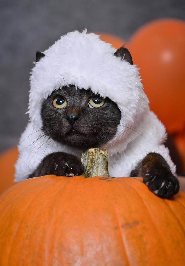 Sklonište u Dumovcu poziva na posebno jesensko udomljavanje pasa i mačaka