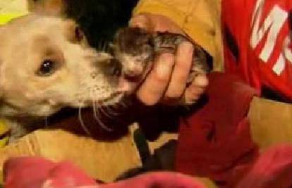 Pas Leo riskirao život da bi spasio mačiće iz požara