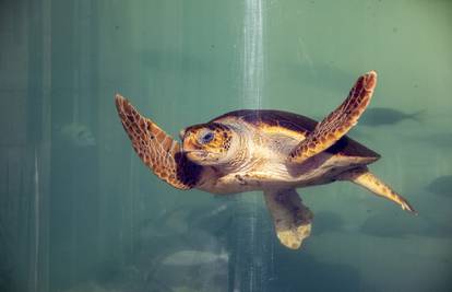 ’Ozlijeđene kornjače mažemo medom da se brže oporave’