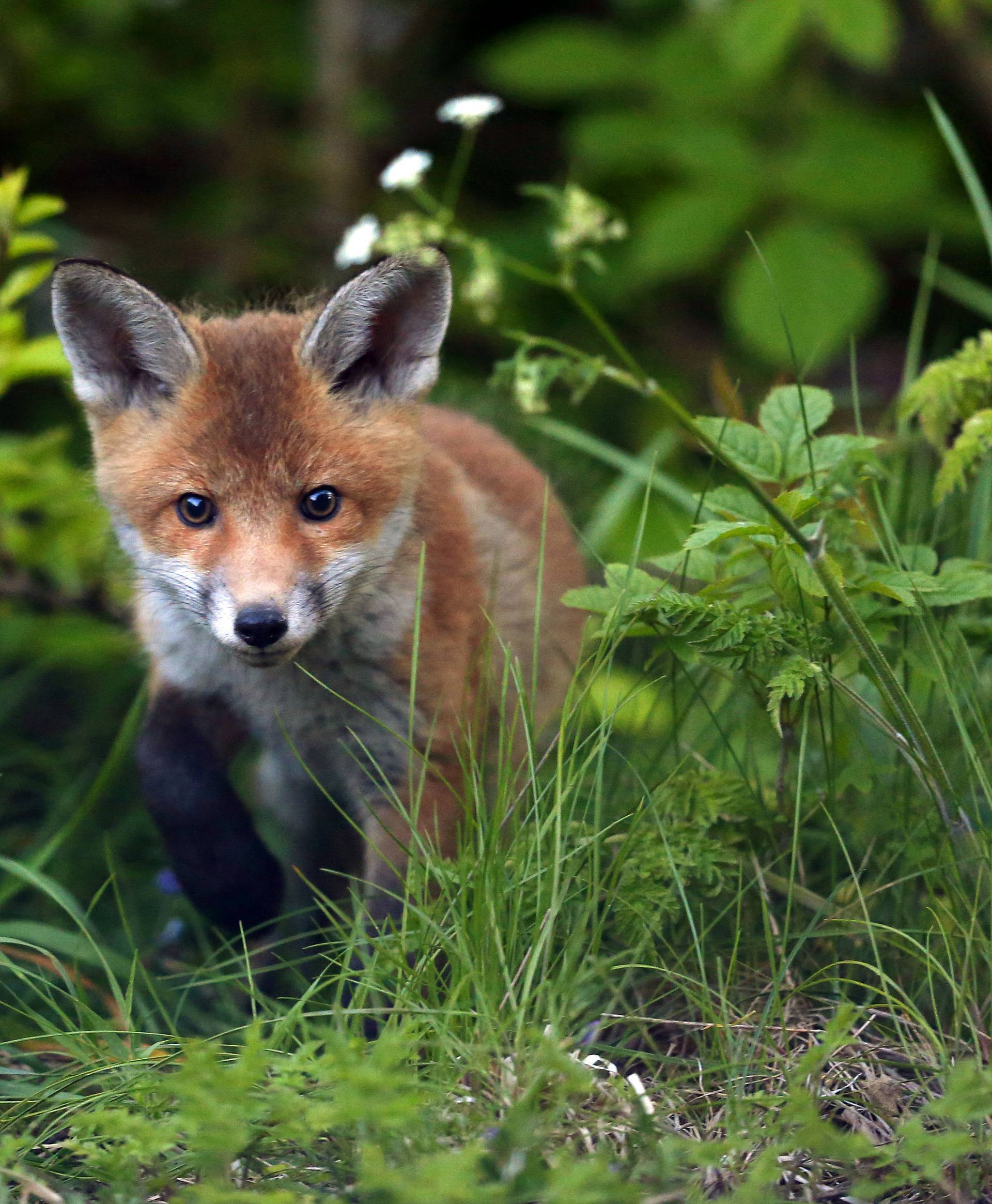 Urban foxes