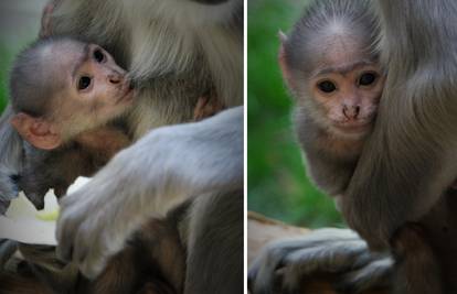 Zagrebački languri dobili bebu: Mama Mimi čuva mališu u krilu