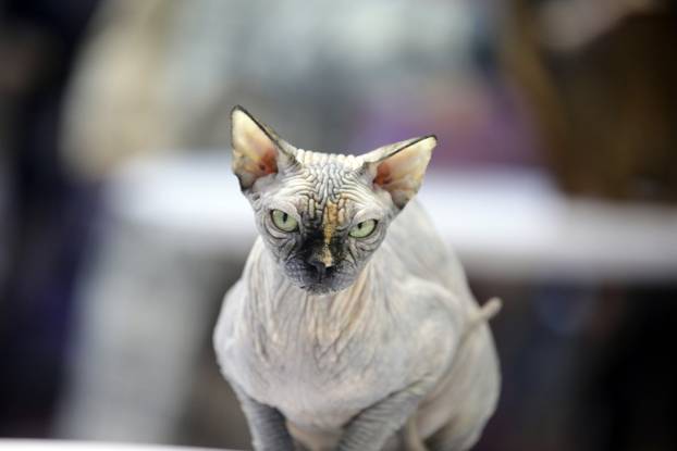 Rijeka: Međunarodna izložba mačaka