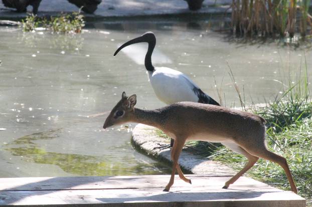 Dik-dik