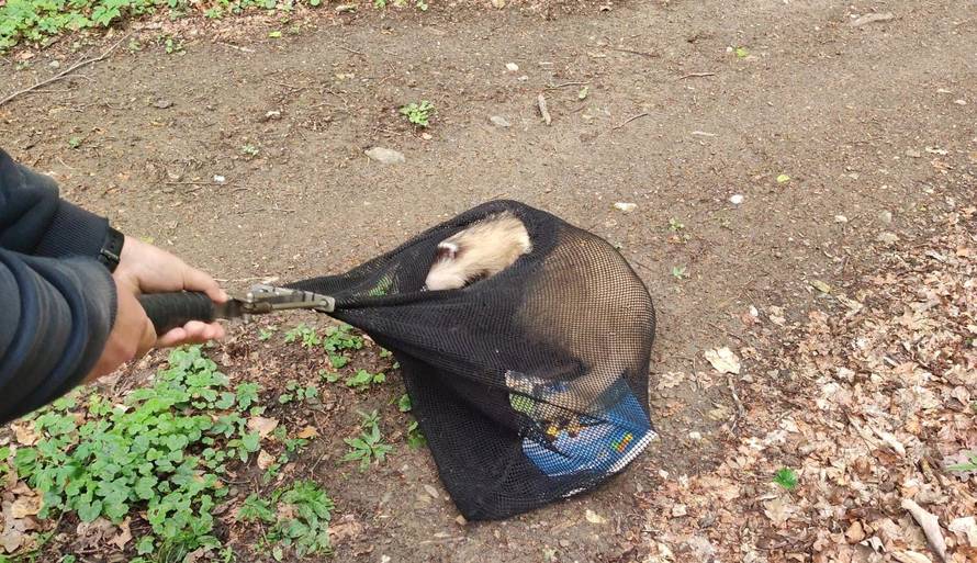 Jazavac želi studirati! Upao je u knjižnicu Sveučilišta i tražio sebi literaturu iz područja ekonomije
