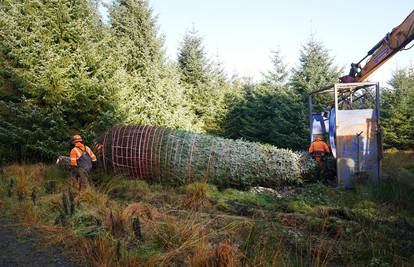 Božićno drvce krenulo je na 500 kilometara dug put do Big Bena