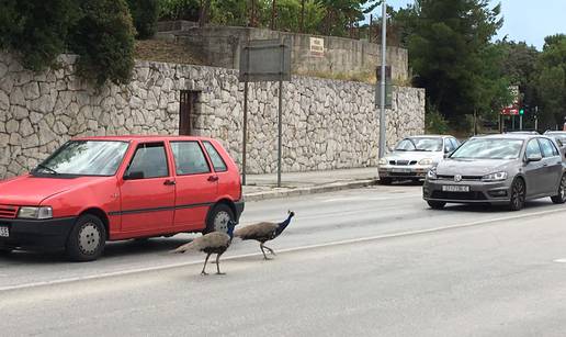 Prošetali Splitom: Paunovi su opet izazvali gužvu u prometu