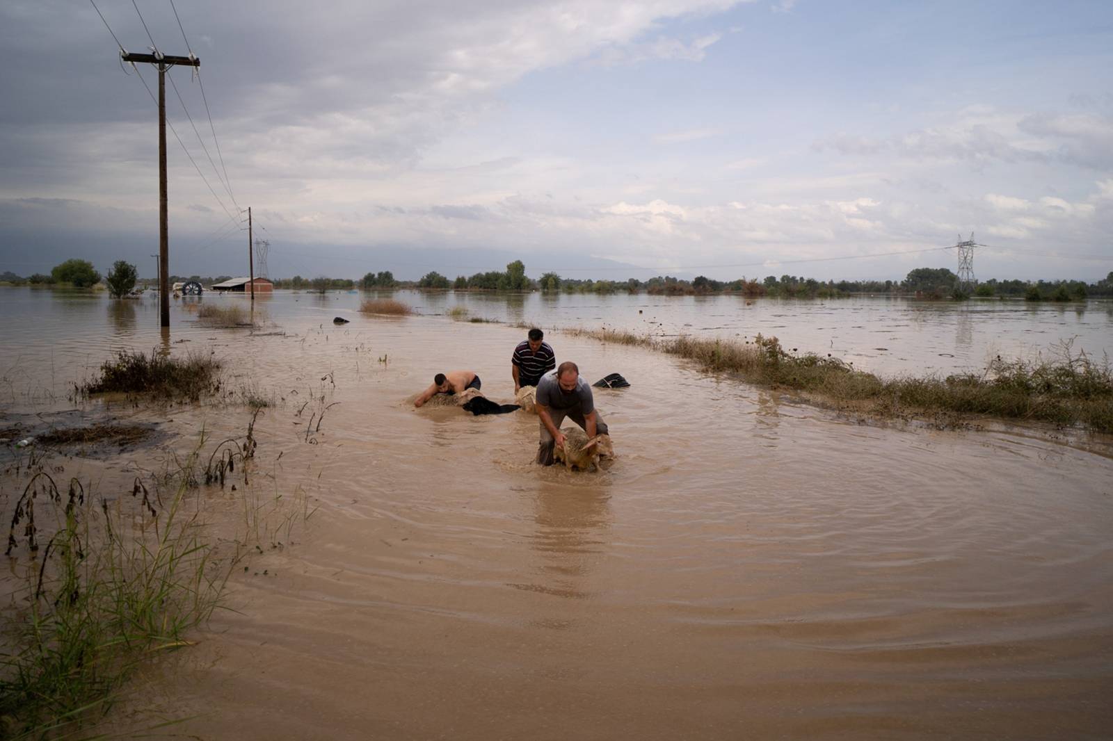 Sheep breeders save their animals from a flooded area, following a storm near the village of Megala Kalyvia