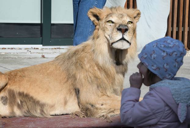 Egzotični vikend u Zoološkom vrtu u Zagrebu: Upoznajte raznoliki životinjski svijet Afrike