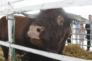 Gudovac: Bik Ogulin teži čak 1.196 kilograma