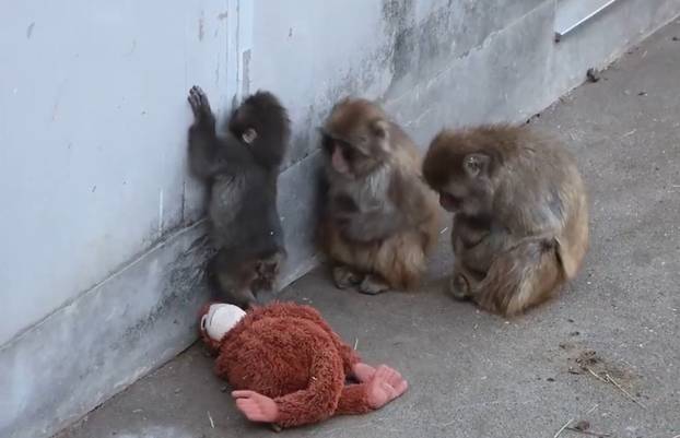 FOTO Preslatki majmunčić ganuo svijet: Odbacila ga mama pa se ne odvaja od plišanca