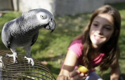 Otkrivamo kako uvijek pronaći vremena za igru sa papigama!