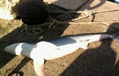 Ženka modrulja stradala je u ribarskoj mreži kraj otoka Vira
