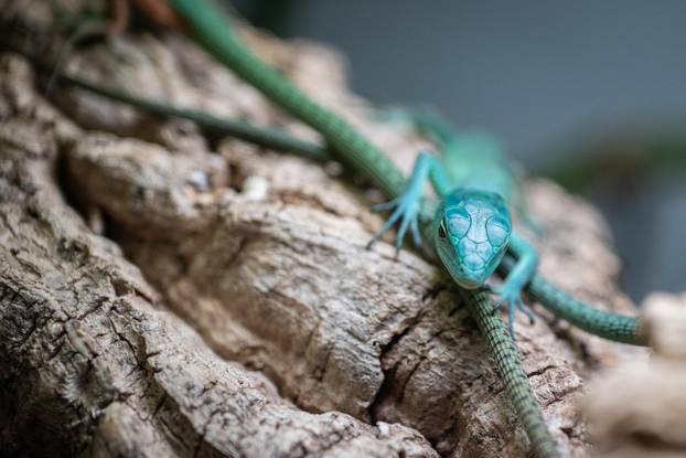 24sata Zagreb: Rodili&scaron;te u Zoolo&scaron;kom vrtu