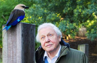 David Attenborough se ozlijedio na snimanju: 'Šiljci su uspjeli proći kroz dva dijela zaštite'