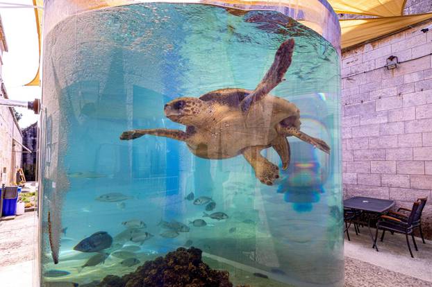 Pula: Spašeni mužjak glavate želve Karlo-Albano ima poremećaj kontrole plovnosti