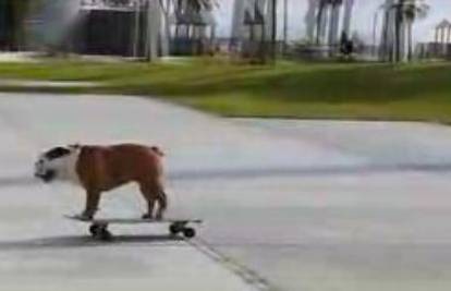 Bulldog Tillman obožava se voziti na skateu