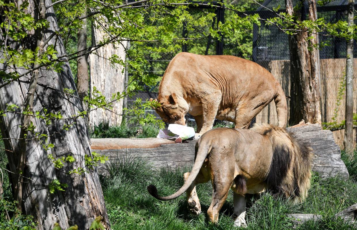 Zagreb: Lavovi u zoološkom i timaritelj zaraženi koronom