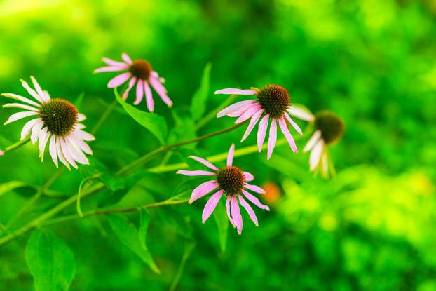 Unesite ove biljke u svoj dom i 'prizovite' novac i blagostanje