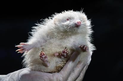 Ultra rare Albino Hedgehog rescued