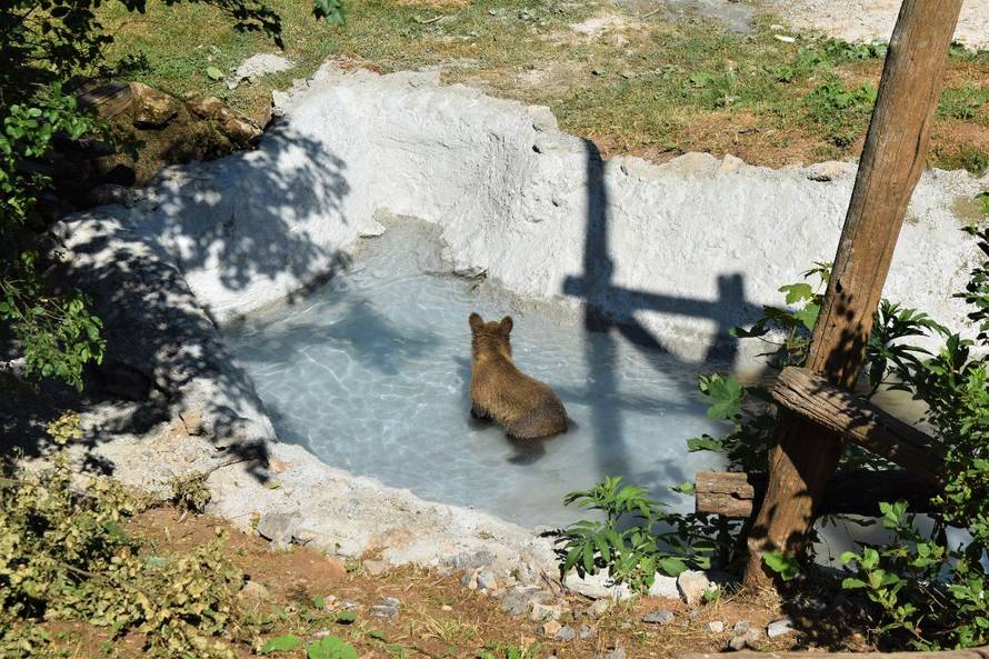 Pogledajte kako se medvjedić Matija snašao u novome domu