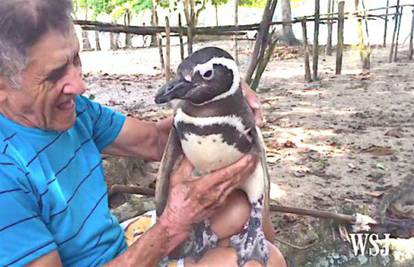 Pingvin se već 5 godina vraća muškarcu koji ga je spasio