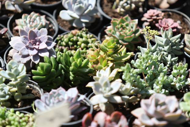 Osijek: Festival cvijeća i drveća 2026.