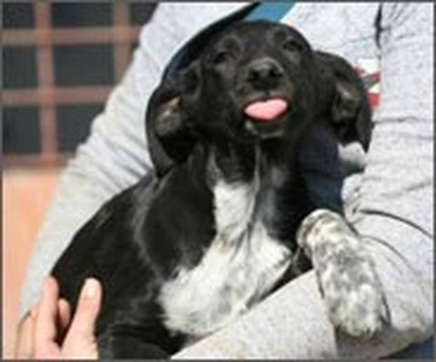 FOTO Ovi preslatki psići iz Noine Arke traže obitelj i stalni dom