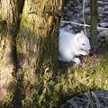 Rijedak primjer: Pogledajte prekrasnu malu albino vjevericu