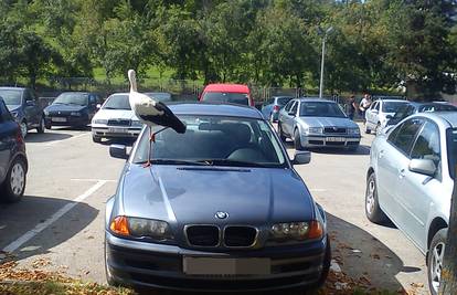 Ozalj: Roda sletjela na BMW i oduševila okupljene građane