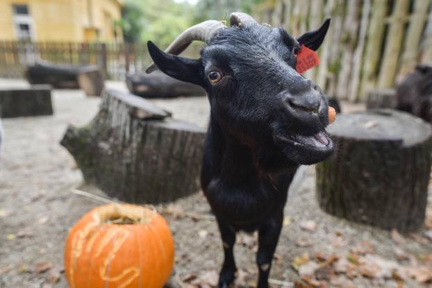 Pogledajte kako je izgledalo darivanje bundeva životinjama u zagrebačkom Zoološkom vrtu