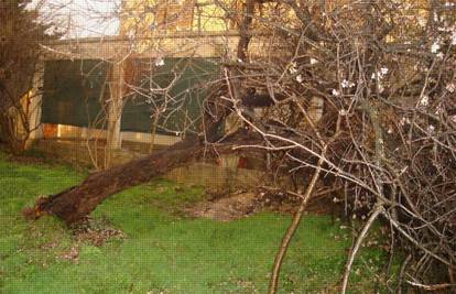 Olujno nevrijeme istrgalo stablo u Turnju kraj Zadra