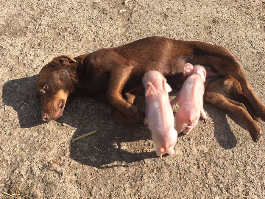 Mala je okotila mrtvo štene, a sada doji i pazi dva praščića