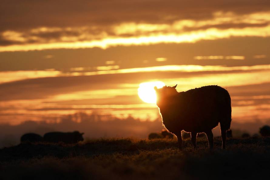 Sheep walk as the sun rises over the Glastonbury countryside in southern England