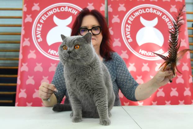 Bjelovar: Međunarodna izložba pasminskih mačaka u organizaciji Saveza felinoloških društava Hrvatske