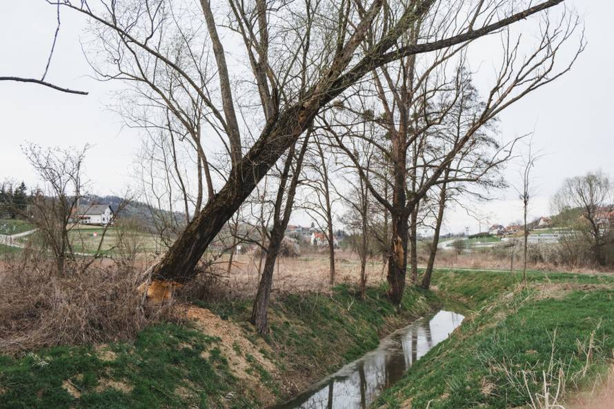 Dabrovi u Novom Marofu rade probleme: 'Ukrali su 200 letvi radnicima i odnijeli ih u potok'