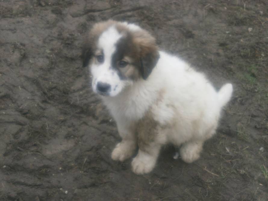 24ljubimci/Fotografije čitatelja