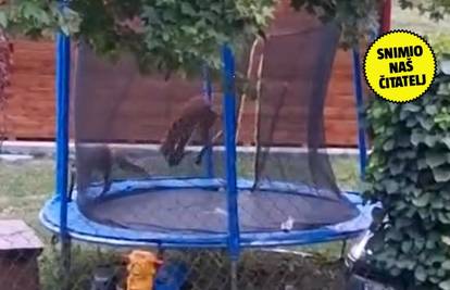 Viralna snimka iz Samobora: 'Lisice nam provale u dvorište pa skaču na našem trampolinu'