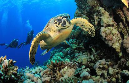 Malo ih je, al’ ih ima: Prelijepe morske kornjače