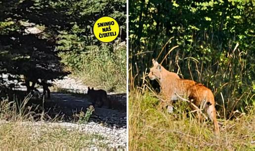 Nevjerojatna snimka iz Gorskog kotara: 'Ženka risa bila je na 2 metra od mene. S bebom risom'