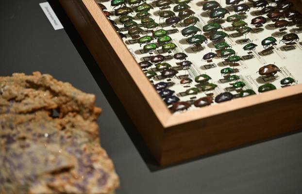 Zagreb: Otvorenje izložbe  Savršenstvo evolucije – Razotkrivanje