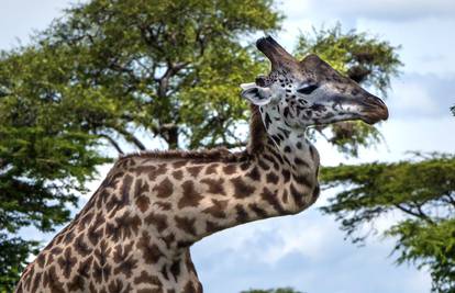 Potukao se zbog cure: Žirafi slomljen vrat, ali je preživjela